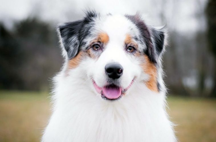 Breed Review: Australian Shepherd (18 Pics)