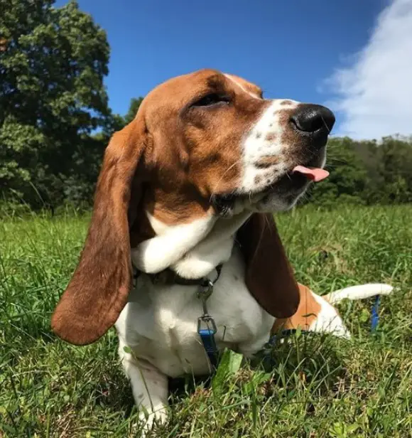 15 Things You'll Only Understand If You Have a Basset Hound - PetTime