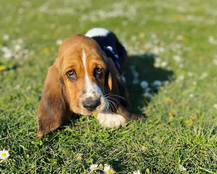 How long do basset hounds live