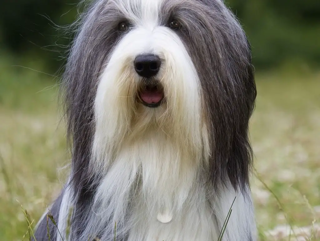 Breed Review: Bearded Collie (16 Pics) - PetTime