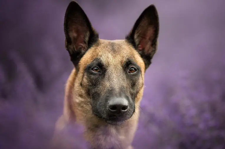 Belgian Malinois: Dog Breed Information - PetTime