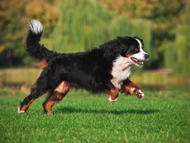 Breed Review: Bernese Mountain Dog (18 Pics) - PetTime