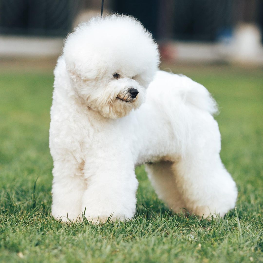 15 Informative and Interesting Facts About Bichon Frise