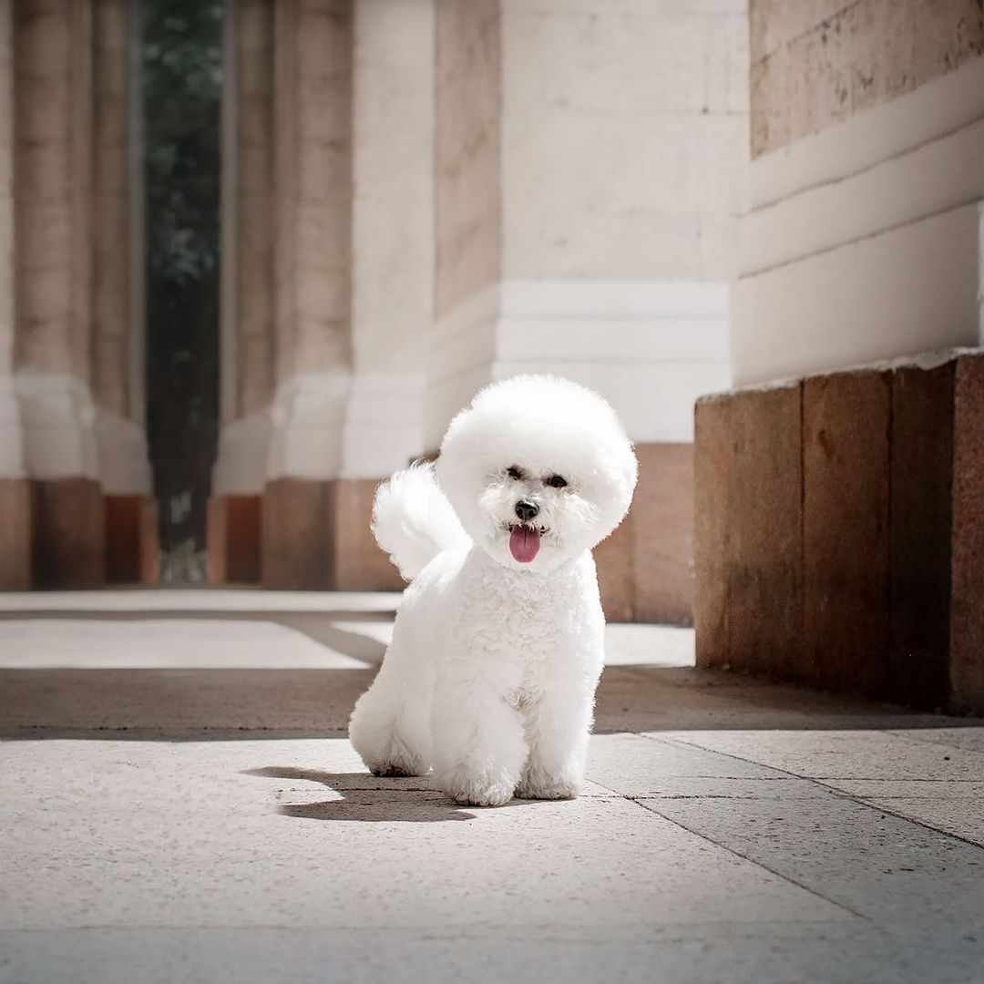 15 Amazing Facts About Bichon Frise Dogs You Might Not