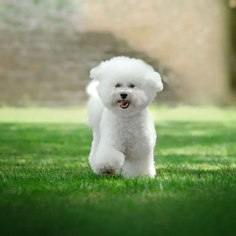 15 Amazing Facts About Bichon Frise Dogs You Might Not Know