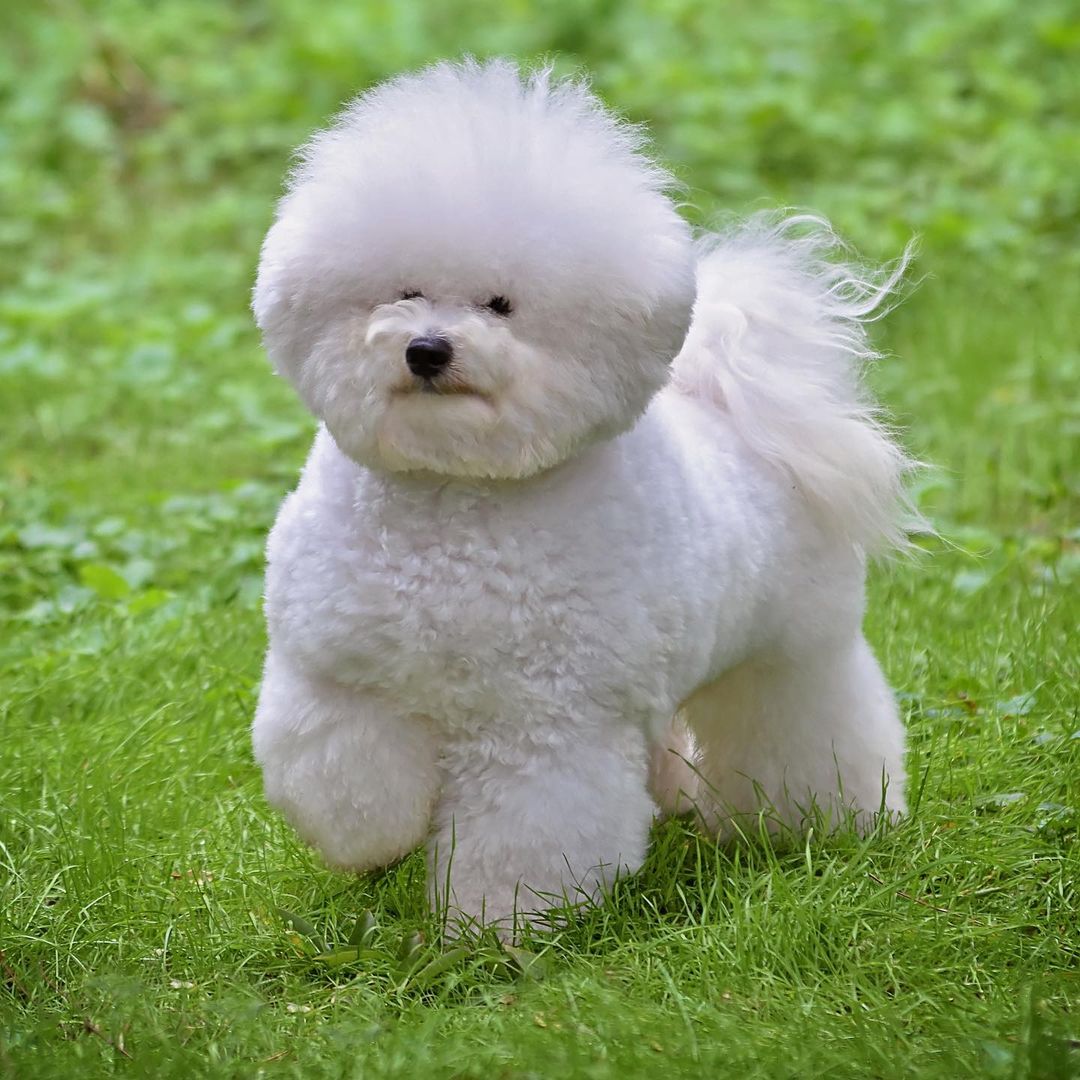 15 Facts About Raising and Training Bichon Frises PetTime
