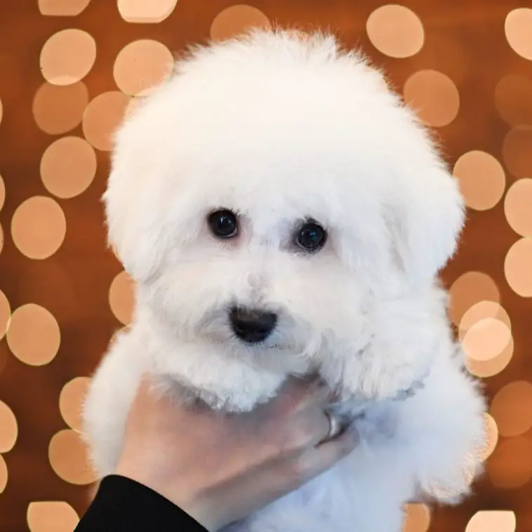 15 Facts About Raising and Training Bichon Frises Page 2