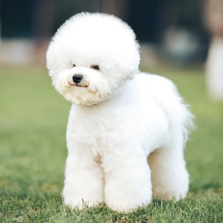 15 Pros and Cons of Owning Bichon Frises