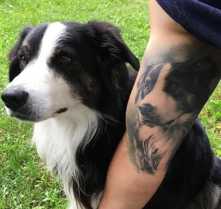 17 Super Cool Border Collie Tattoos PetTime