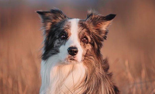 14 Reasons Border Collies Are Not The Friendly Dogs Everyone Says They ...