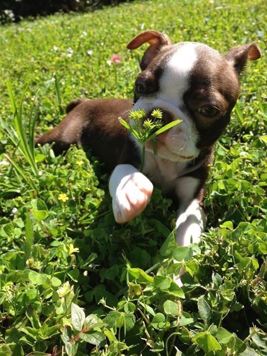 15 Reasons Why You Should Never Own Boston Terriers - Page 5 of 5 - PetTime