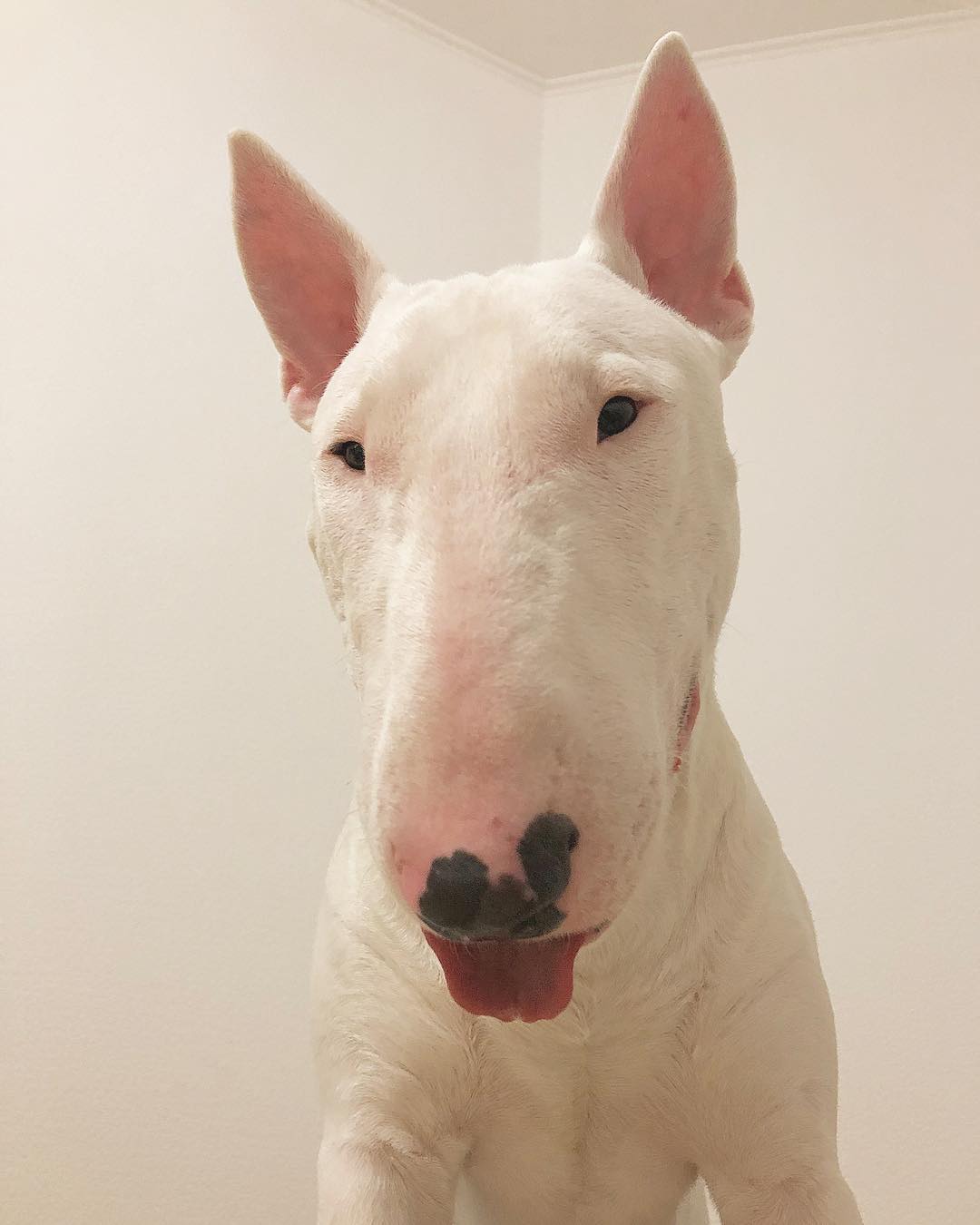 17 Facts About Raising and Training a Bull Terriers PetTime