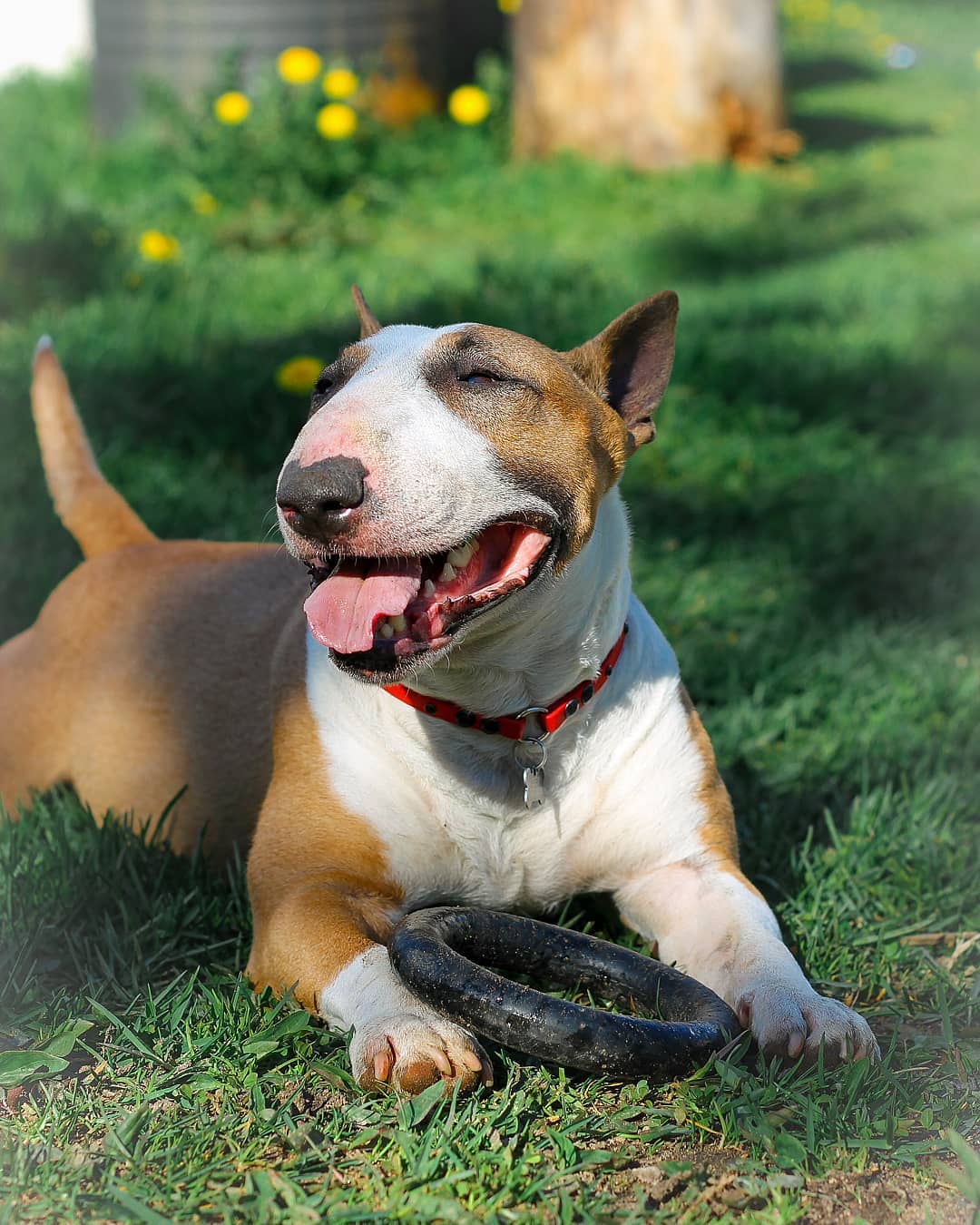 15 Pros and Cons of Owning Mini Bull Terriers - PetTime