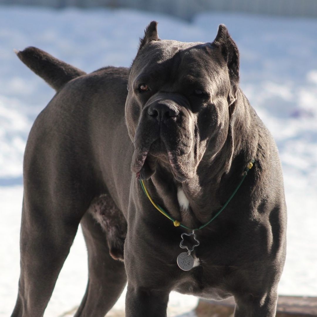 15 Amazing Facts About Cane Corso Dogs You Might Not Know - Page 3 of 5 - PetTime