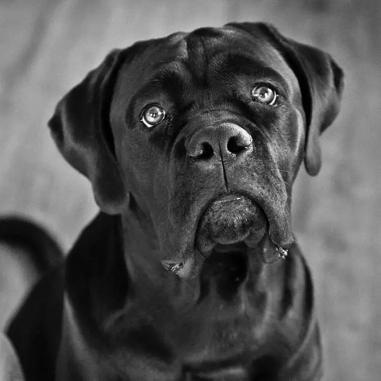 15 Amazing Facts About Cane Corso Dogs You Might Not Know - Page 4 of 5 ...