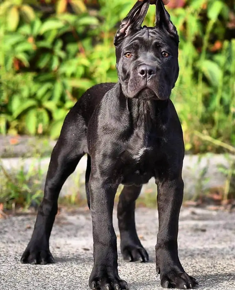 15 Facts About Raising and Training Cane Corso - Page 4 of 5 - PetTime