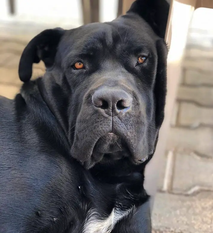 15 Pros and Cons of Owning Cane Corso Dogs - PetTime