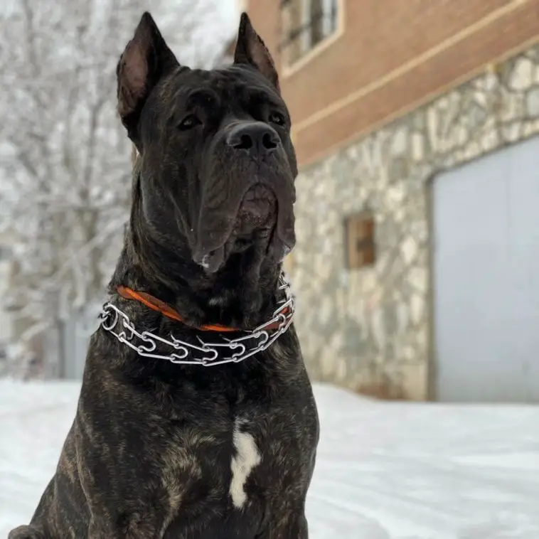 15 Pros and Cons of Owning Cane Corso Dogs - Page 5 of 5 - PetTime