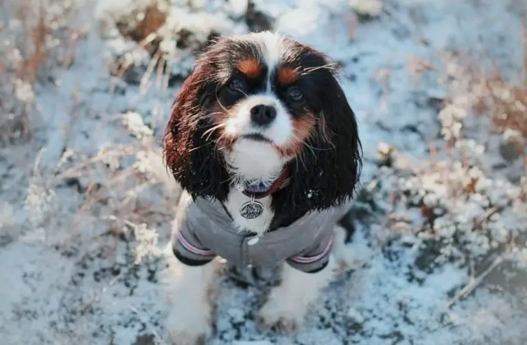 15 Pros and Cons of Owning Cavalier King Charles Spaniels Page 5 of 5