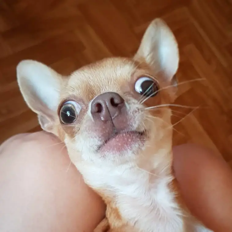 15 Pictures That Prove Chihuahuas Are Perfect Weirdos