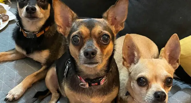 15 Things Only Chihuahua Owners Will Understand Page 2