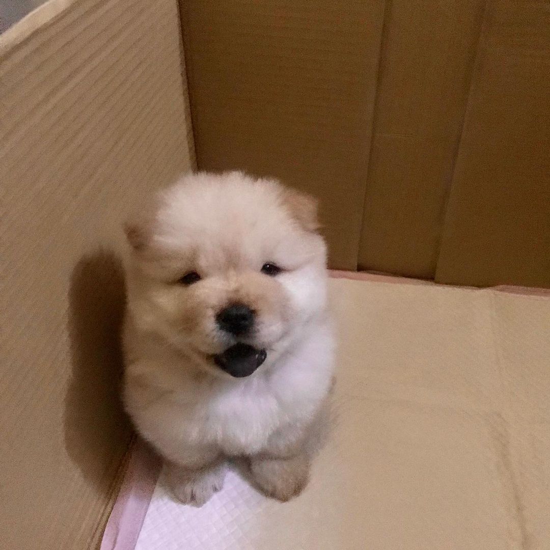 15 Informative and Interesting Facts About Chow Chows Page 4 of 5