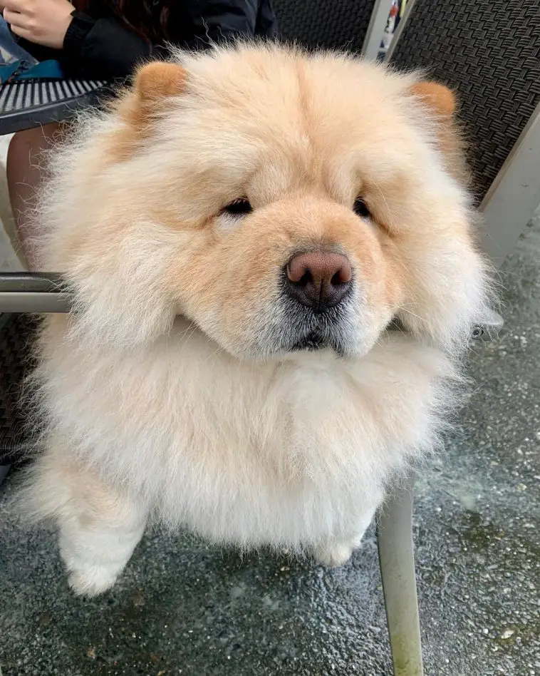 15 Informative And Interesting Facts About Chow Chows