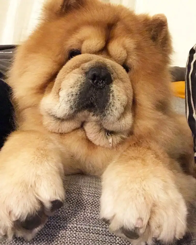 15 Historical Facts About Chow Chows You Might Not Know