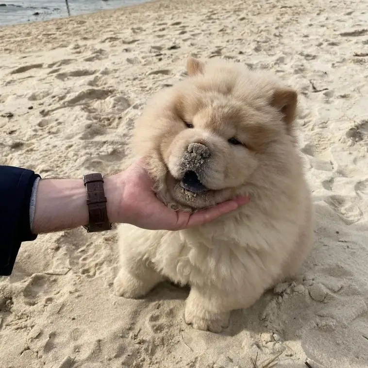 15 Pros and Cons of Owning Chow Chows