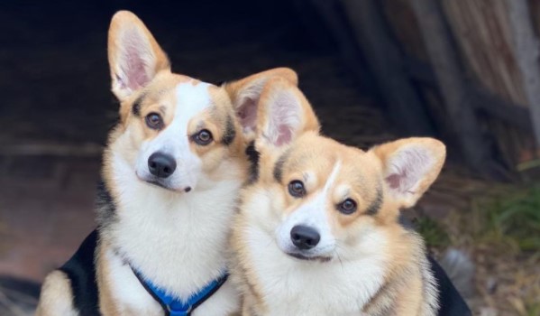 5+ Most Frequently Asked Questions About Corgis - PetTime