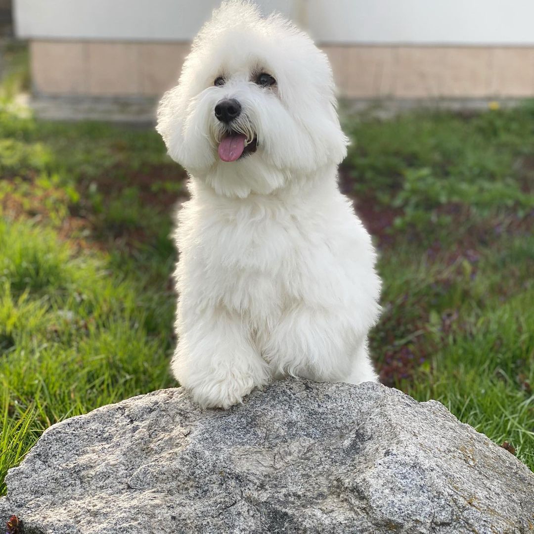 17 Amazing Facts About Coton de Tulear Dogs You Might Not Know - Page 5