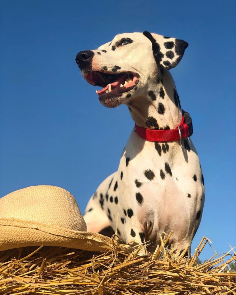 15 Amazing Facts About Dalmatians You Might Not Know
