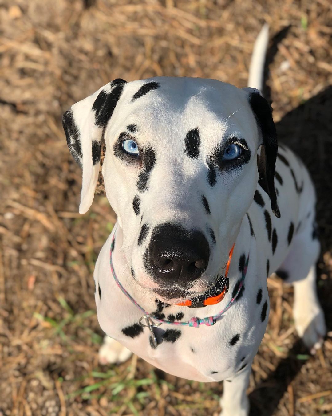 15 Amazing Facts About Dalmatians You Might Not Know Page 2 Of 5