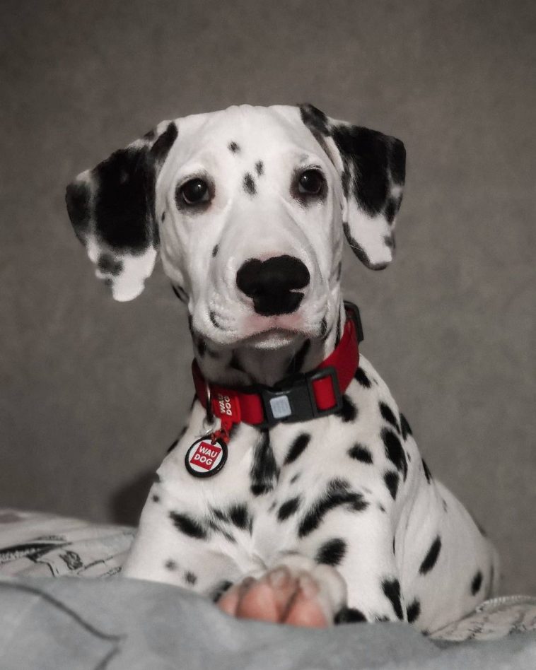 15 Amazing Facts About Dalmatians You Might Not Know