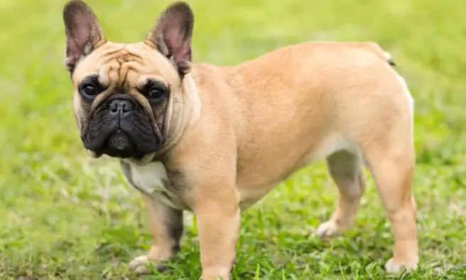 Do French Bulldogs Shed? - PetTime