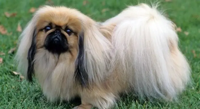 Do Pekingese Shed Pettime