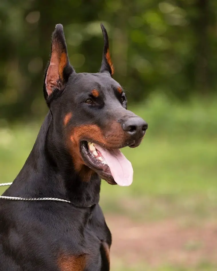 15 Pros and Cons of Owning Doberman Pinschers