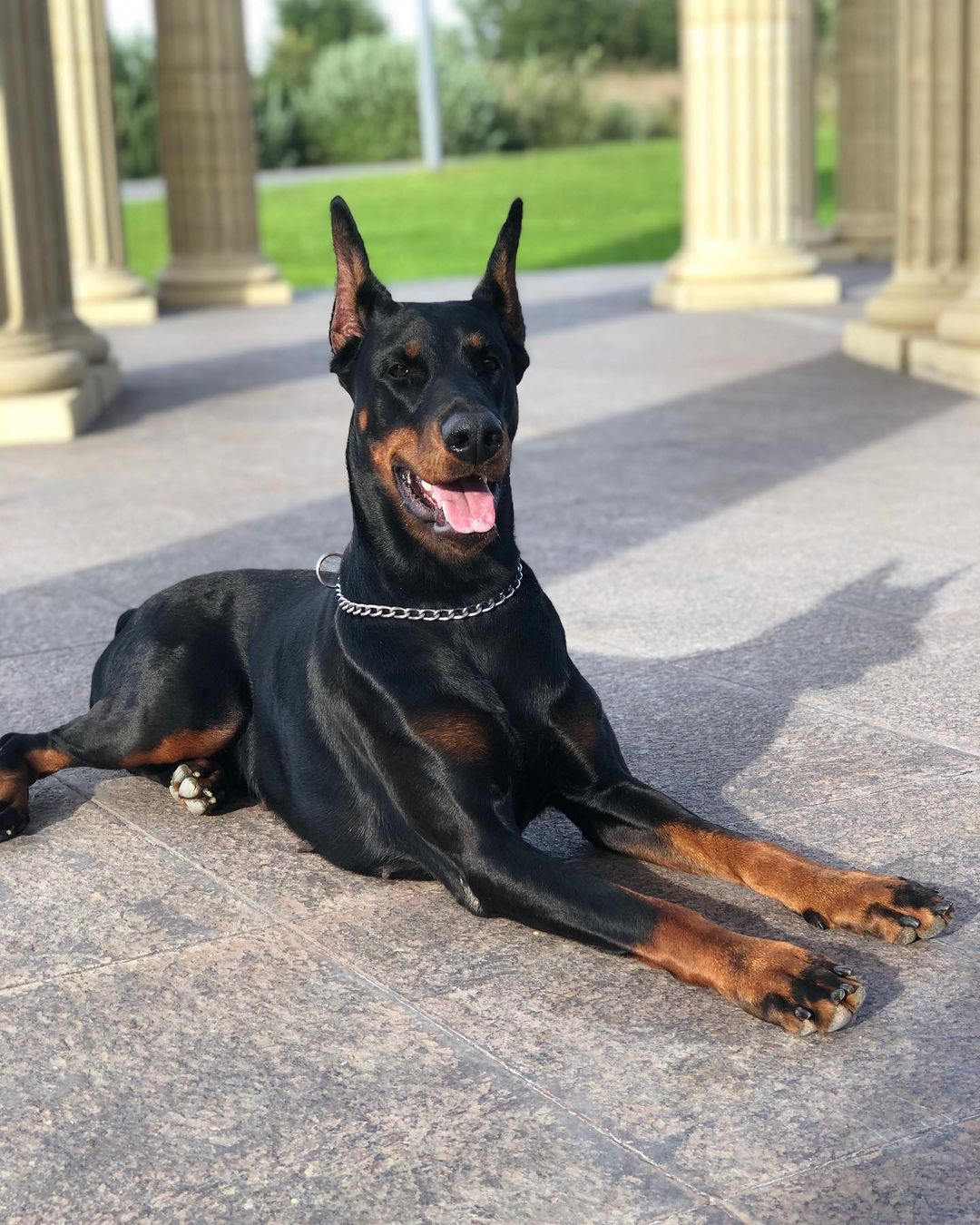 15 Amazing Facts About Doberman Pinschers You Might Not Know