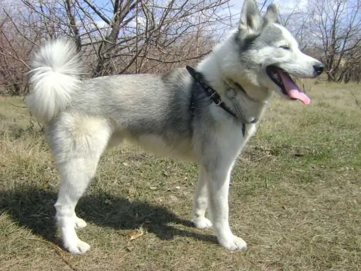 laika dog breed