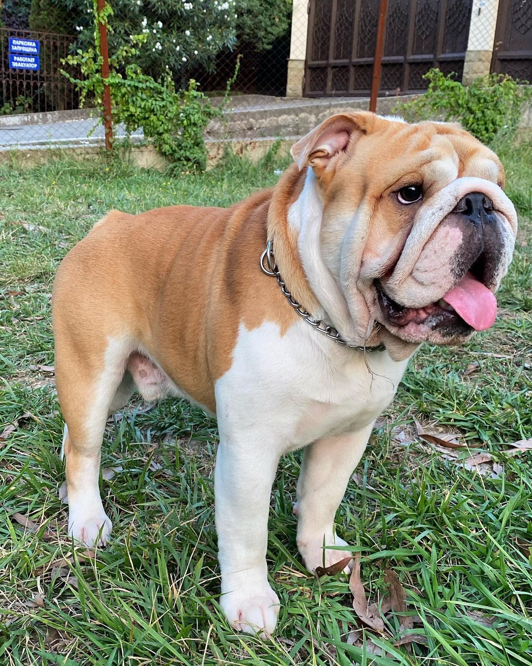 15 Informative and Interesting Facts About English Bulldogs - PetTime