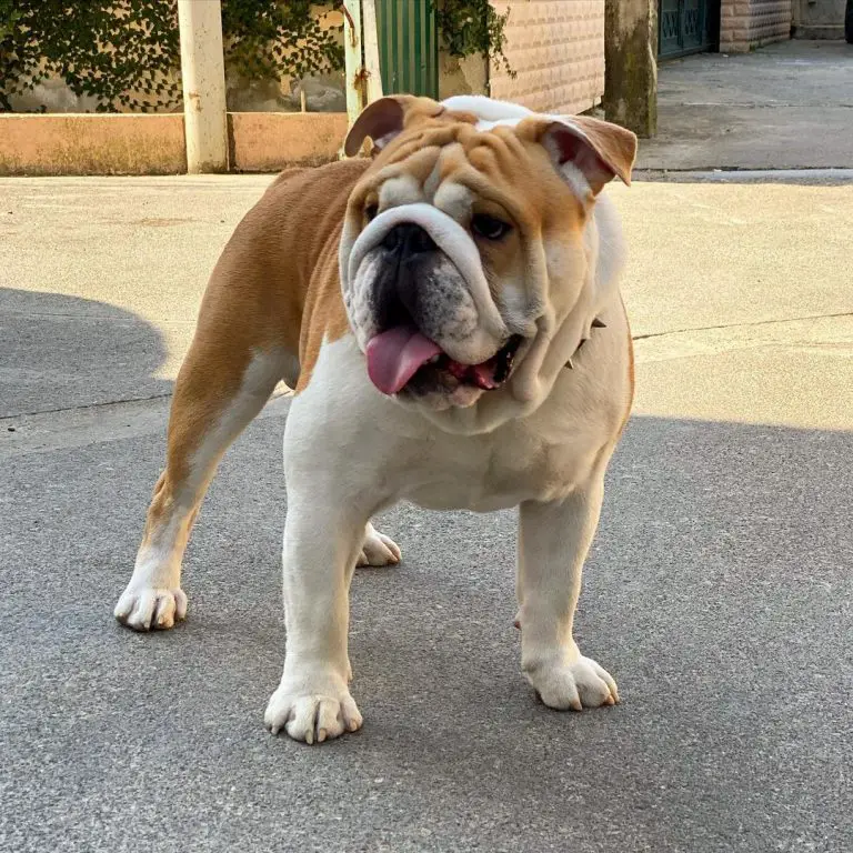 16 Pros and Cons of Owning English Bulldogs - PetTime