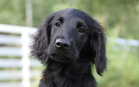 18 Things You'll Only Understand If You Have a Flat-Coated Retriever ...