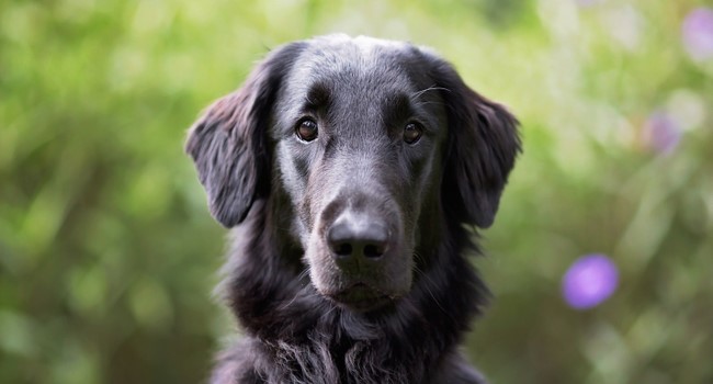 Flat-Coated Retriever: Dog Breed Information - PetTime