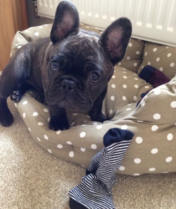 15 Reasons Why You Should Never Own French Bulldogs - PetTime