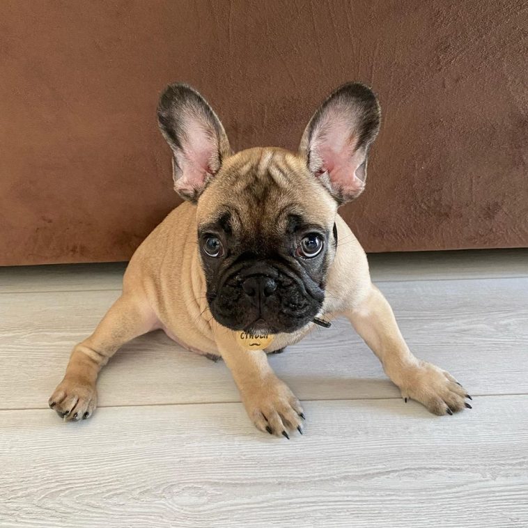 15 Informative and Interesting Facts About French Bulldogs - PetTime