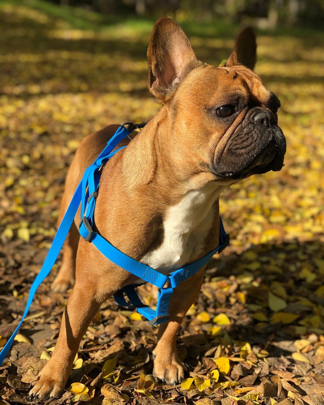 16 Pros and Cons of Owning French Bulldogs - PetTime