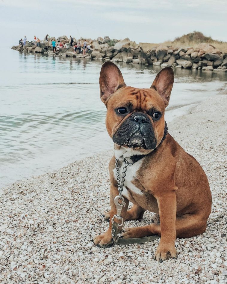 16 Pros and Cons of Owning French Bulldogs PetTime