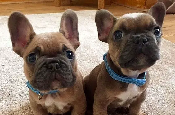 15 Reasons Why You Should Never Own French Bulldogs - Pettime