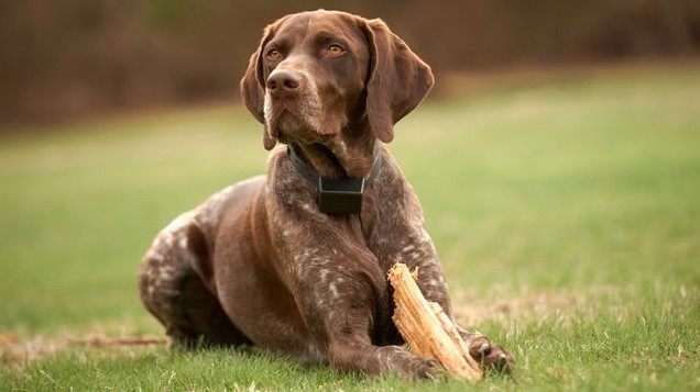 9+ Pros and Cons of Owning a German Shorthaired Pointer