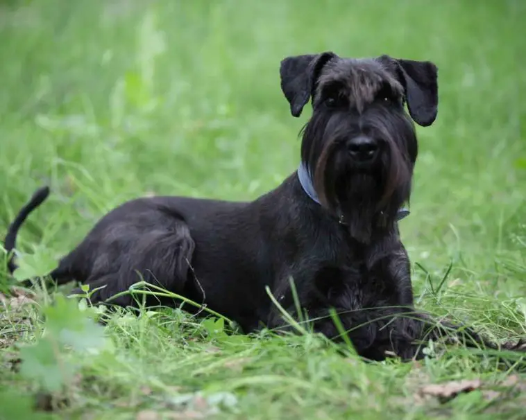 Breed Review: Giant Schnauzer (20 Pics) - Page 5 of 7 - PetTime